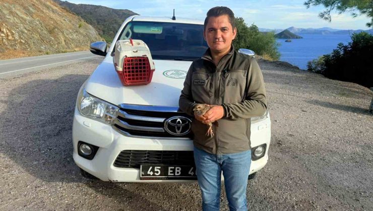 SON DAKİKA: Datça’da Yasadışı Kınalı Keklik Satışına Ağır Ceza: 28 BİN TL KESİLDİ