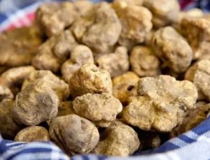 Hırvatistan Ormanlarında Gizli Servet: Dünyanın En Pahalı Mantarı Beyaz Trüf Avı Başladı!