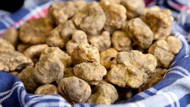 Hırvatistan Ormanlarında Gizli Servet: Dünyanın En Pahalı Mantarı Beyaz Trüf Avı Başladı!