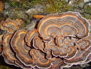 Aslan Yelesi, Şitaki, Hindi Kuyruğu: Yeni Moda Mantarlar Gerçekten Faydalı mı? Bilim Ne Diyor?