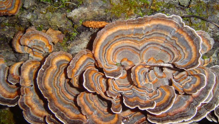 Aslan Yelesi, Şitaki, Hindi Kuyruğu: Yeni Moda Mantarlar Gerçekten Faydalı mı? Bilim Ne Diyor?