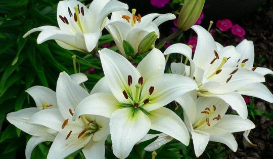 Amsterdam Çiçek Açtı! Uluslararası Çiçekçilik Fuarı’nda Dünya Bir Araya Geldi!