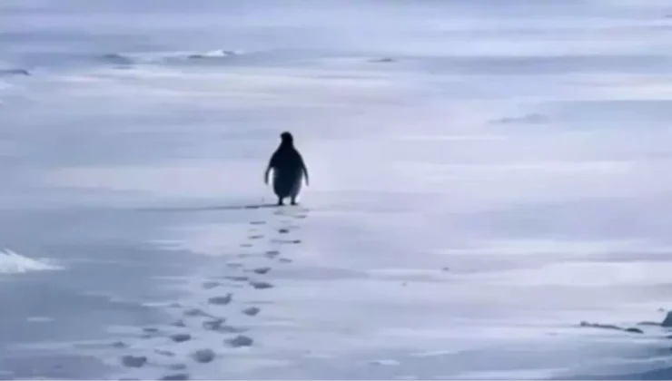 Nihilist Penguen Neyi Anlatıyor? Werner Herzog’un Gözünden Bir Dram